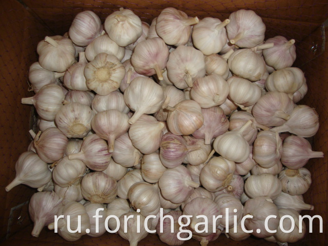 New Crop Normal White Garlic